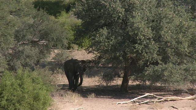 沙漠象(Loxodonta africana)，拉出揭示栖息地，乌加布河流域，纳米比亚:居住在沙漠的非洲丛林象种群，虽然不是独特的亚种视频素材