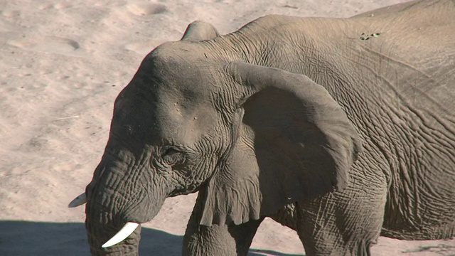 沙漠象(Loxodonta africana)，揭示栖息地，乌加布河流域，纳米比亚:居住在沙漠中的非洲丛林象，虽然不是独特的亚种视频素材