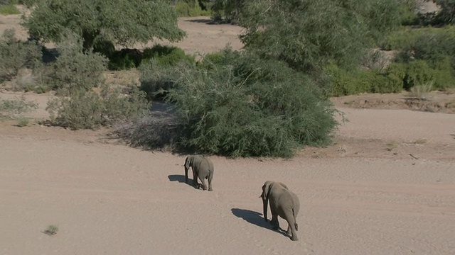 沙漠象(Loxodonta africana)，揭示栖息地，乌加布河流域，纳米比亚:居住在沙漠中的非洲丛林象，虽然不是独特的亚种视频素材