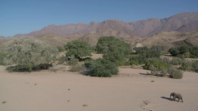 行走在纳米比亚乌加布河流域栖息地的沙漠象(Loxodonta africana):居住在沙漠中的非洲丛林象，虽然不是独特的亚种视频素材