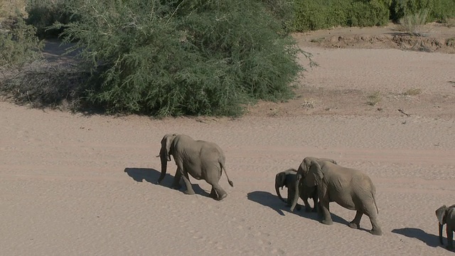 沙漠象(Loxodonta africana)，揭示栖息地，乌加布河流域，纳米比亚:居住在沙漠中的非洲丛林象，虽然不是独特的亚种视频下载