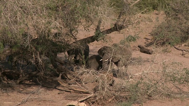 沙漠象(Loxodonta africana)，揭示栖息地，乌加布河流域，纳米比亚:居住在沙漠中的非洲丛林象，虽然不是独特的亚种视频下载