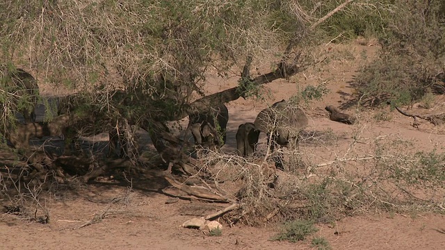 沙漠象(Loxodonta africana)，揭示栖息地，乌加布河流域，纳米比亚:居住在沙漠中的非洲丛林象，虽然不是独特的亚种视频素材