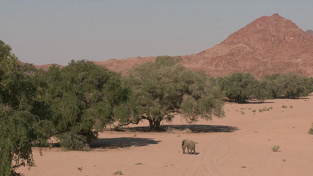 沙漠象(Loxodonta africana)栖息地，宽广，Ugab河流域，纳米比亚:居住沙漠的非洲丛林象种群，虽然不是不同的亚种视频素材