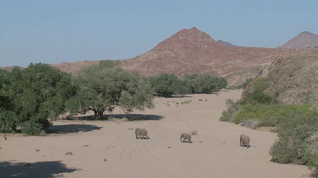 沙漠象(Loxodonta africana)， 3穿越沙地，乌加布河流域，纳米比亚:居住沙漠的非洲丛林象种群，虽然不是不同的亚种视频素材