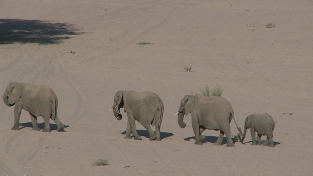 沙漠象(Loxodonta africana)，群幼仔横越沙地，乌加布河流域，纳米比亚:居住沙漠的非洲丛林象种群，虽然不是不同的亚种视频素材