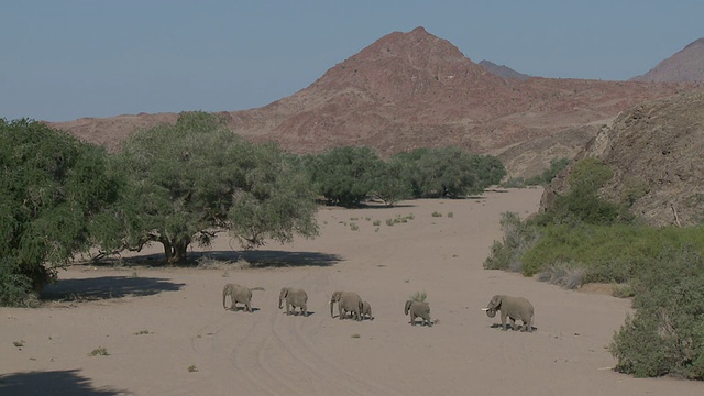 纳米比亚乌加布河流域的沙漠象(Loxodonta africana)是生活在沙漠中的非洲丛林象(African Bush Elephant)的一个种群，幼年象生活在中间，成年象生活在后面视频素材