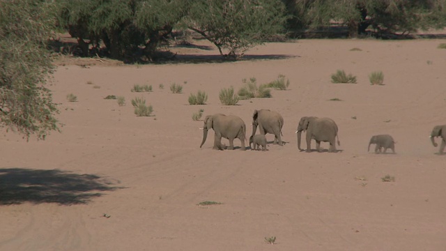 沙漠象(Loxodonta africana)，与幼象群，Ugab河流域，纳米比亚:居住在沙漠中的非洲丛林象种群，虽然不是不同的亚种视频下载