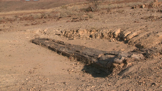 化石树，Twyfelfontein，纳米比亚视频素材