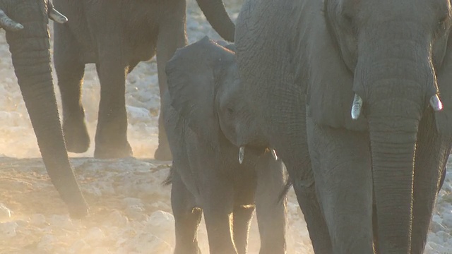 纳米比亚埃托沙国家公园，小非洲丛林象(Loxodonta africana)跟在成年象后面视频下载