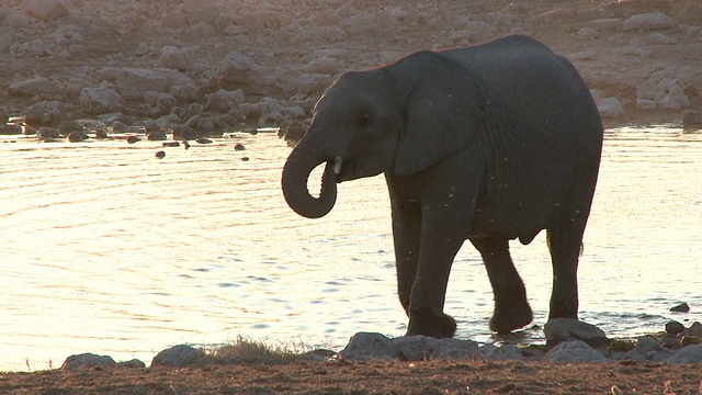 非洲丛林象(Loxodonta africana)幼象饮水，夜晚的光，Etosha国家公园，纳米比亚视频下载