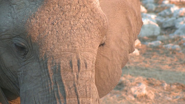 非洲丛林象(Loxodonta africana)脸，Etosha国家公园，纳米比亚视频素材