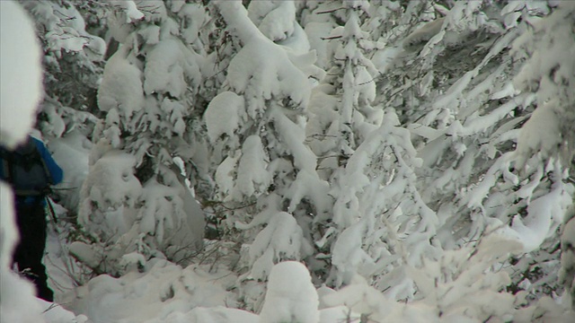 PAN雪鞋穿过雪树/路易斯湖，阿尔伯塔，加拿大视频素材