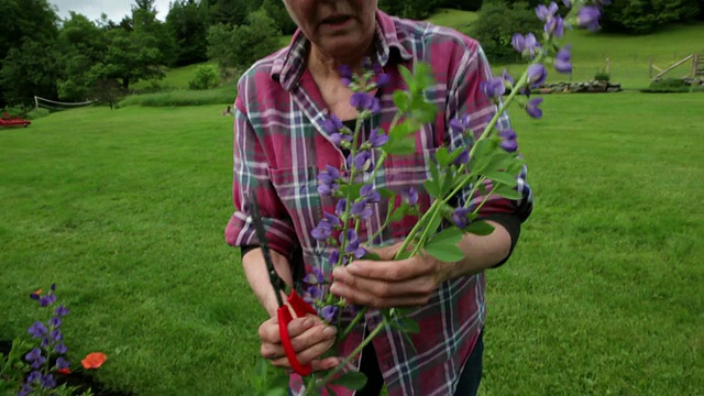 手持中近距离的女人从她的花园剪下紫色的花。视频素材