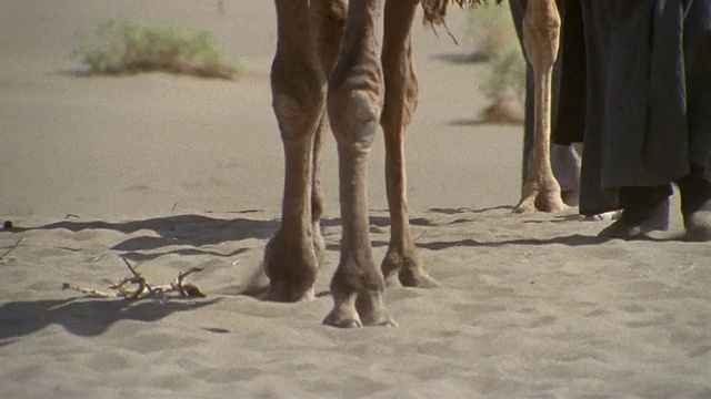 埃及，中东，贝都因人在沙漠里骑骆驼视频素材