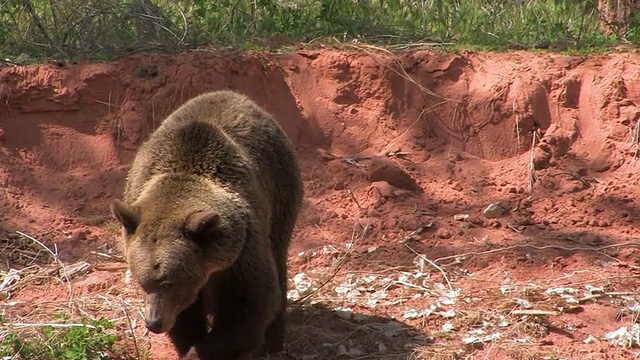 MS TS灰熊(Ursus Arctos horribills)沿着河岸走。美国犹他州的/视频素材