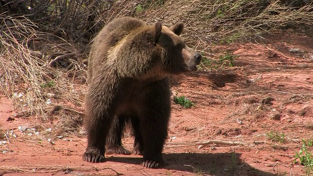 MS TS Grizzly Bear (Ursus Arctos horribills)走进一条河里。美国犹他州的/视频素材