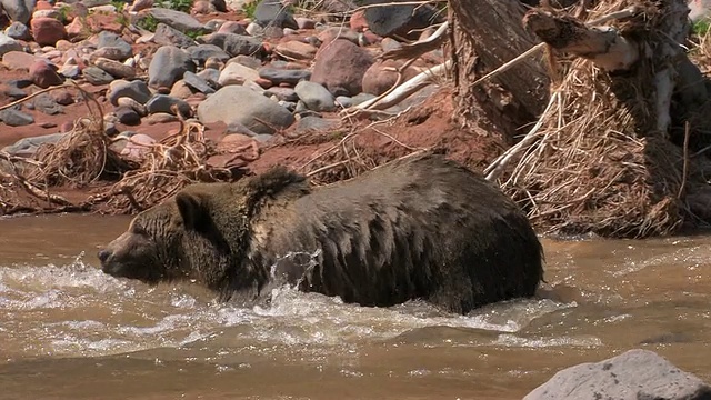 MS TS灰熊(Ursus Arctos horribills)走过一条河。美国犹他州的/视频素材