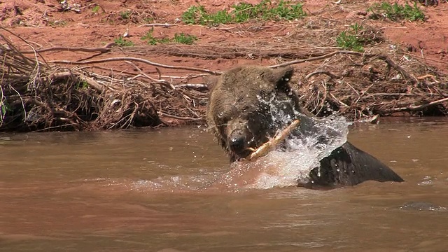 MS Grizzly Bear (Ursus Arctos horribills)在河里玩着一根棍子。美国犹他州的/视频素材