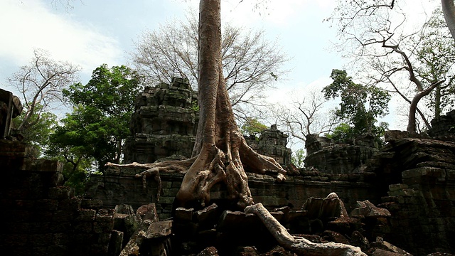 柬埔寨暹粒，Ta Prohm /暹粒，WS树和根从卢布和废墟中伸出来视频素材