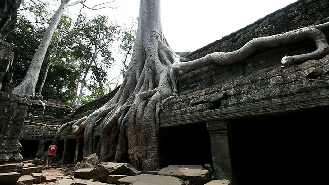 柬埔寨暹粒，Ta Prohm /暹粒，一棵大树和树根生长在废墟上视频素材