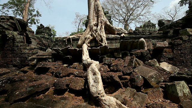 柬埔寨暹粒，Ta Prohm /暹粒，树和根从卢布和废墟中钻出来视频素材