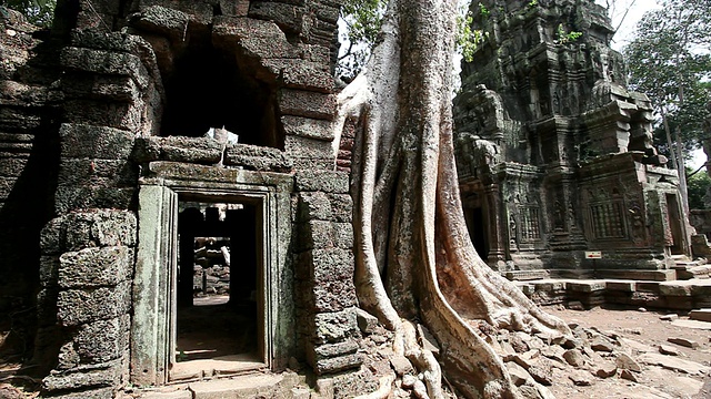 柬埔寨暹粒，Ta Prohm /暹粒遗址周围丛生的树木和树根视频素材