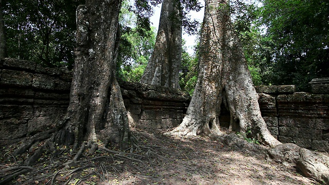 柬埔寨暹粒，Ta Prohm /暹粒遗址周围的大树视频素材