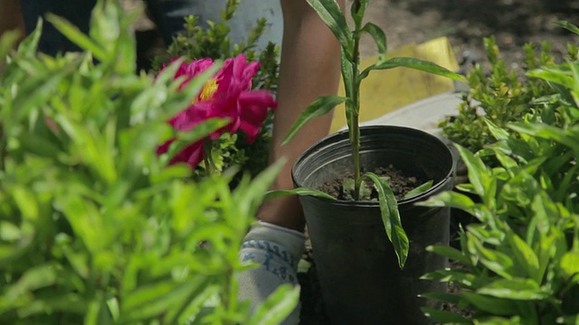 TU女士在后院种花/波特兰，俄勒冈，美国视频素材