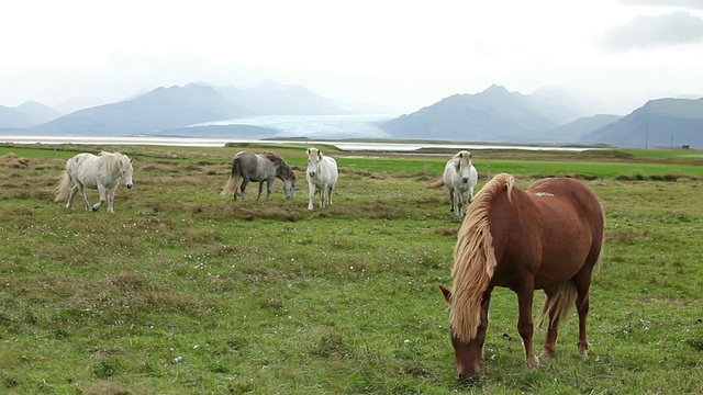 冰岛，austurn - skaftafellssysla，三座白马在山脉和Vatnajokull冰川前一致走向摄像机视频素材