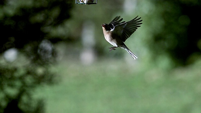 MS SLO MO Fringilla coelebs fluing and eat Food / Vieux pont en auge， 诺曼底， 法国视频素材