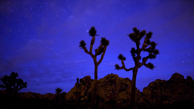 MS ZI T/L joshua trees / Joshia Tree，加利福尼亚，美国视频素材