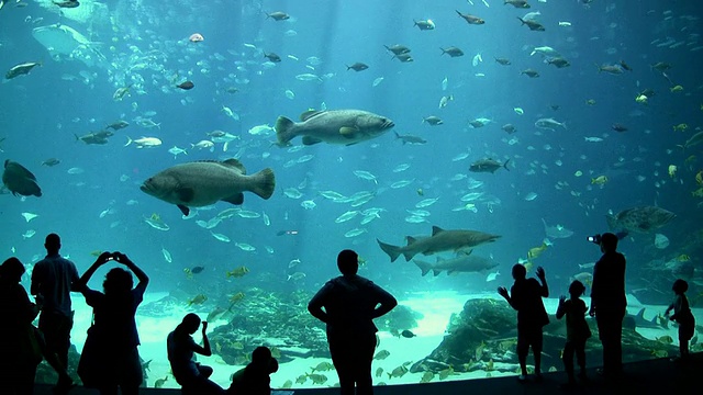 美国乔治亚州亚特兰大市，人们在装满鱼的大水族箱里剪影视频素材