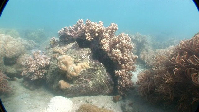 MS View of coral reef in underwater AUDIO /昆士兰，澳大利亚视频素材