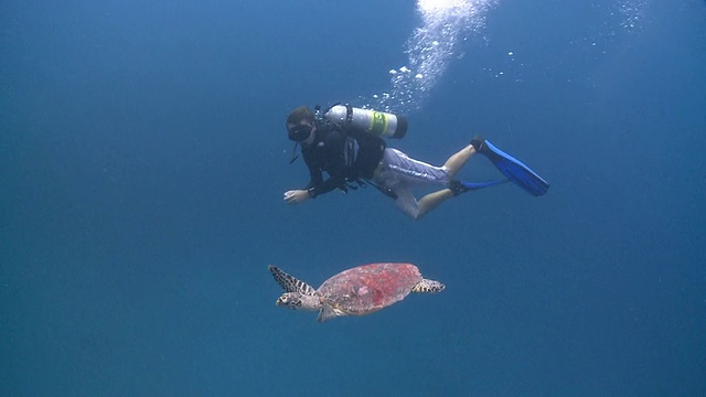 潜水员与玳瑁(Eretmochelys imbricata)在蓝色的马尔代夫视频素材