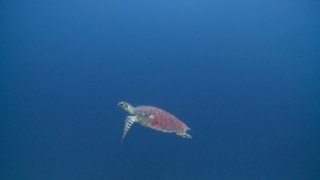 蓝海中的玳瑁海龟(Eretmochelys imbricata)，马尔代夫视频素材