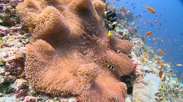 马尔代夫Meemu环礁上的海葵中克拉克海葵鱼(clarkii Amphiprion clarkii)，周围是一群角鳞鱼视频素材