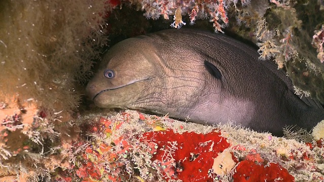 巨型海鳗(Gymnothorax javanicus)，头从洞中伸出来，米木环礁，马尔代夫视频素材