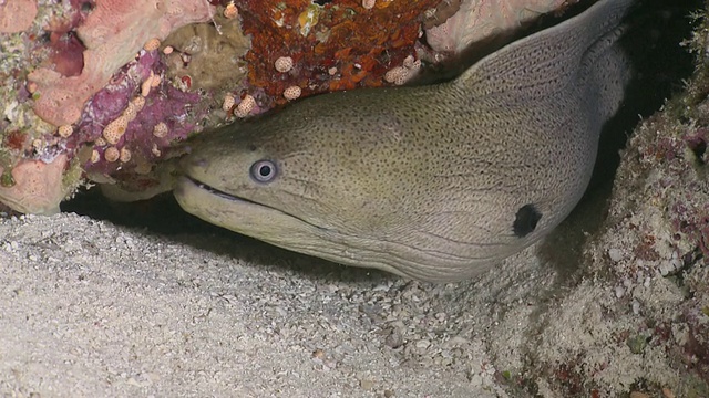 巨型海鳗(Gymnothorax javanicus)的头从海底附近的裂缝中伸出来，米木环礁，马尔代夫视频素材