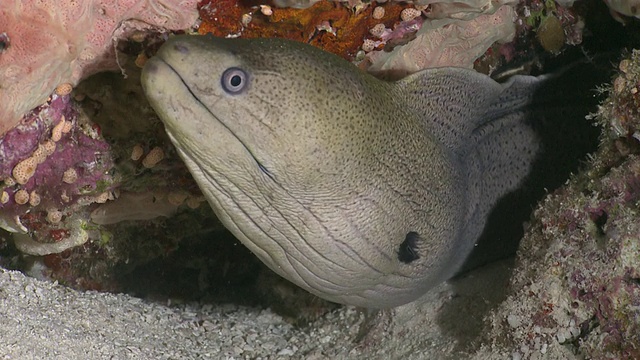 巨型海鳗(Gymnothorax javanicus)的头从海底附近的裂缝中伸出来，米木环礁，马尔代夫视频素材