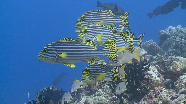 一群东方鲷鱼(Plectorhinchus vittatus)和一种鲷鱼(Lutjanus mono柱头鲷)在珊瑚礁上，Chromis游过马尔代夫瓦乌环礁CU的格架视频素材