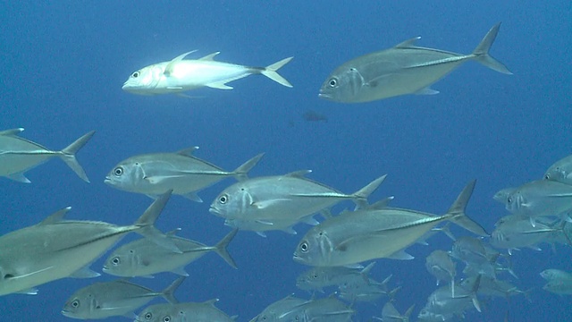 一群大眼Jacks (Caranx sexfasciatus)和一只大鼻子独角鱼游泳，侧面，CU，瓦武环礁，马尔代夫视频素材