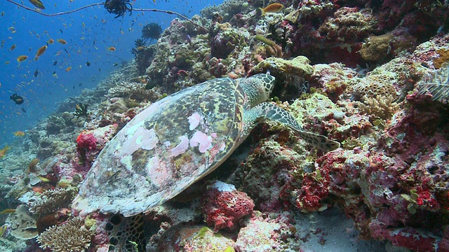 玳瑁龟(Eretmochelys imbricata)正在珊瑚礁墙上吃东西:棋盘濑鱼(Halichoeres hortulanus)在附近游泳，瓦武环礁，马尔代夫视频素材