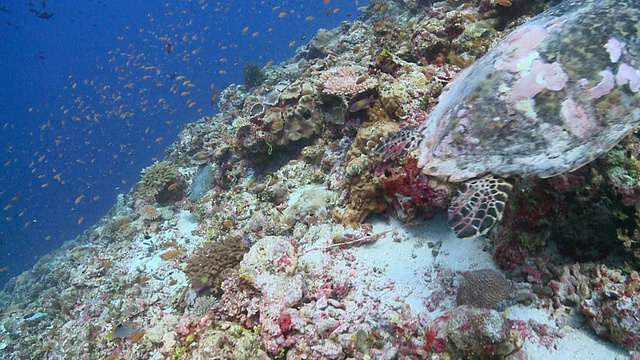 玳瑁海龟(Eretmochelys imbricata)游过珊瑚礁墙，紧随其后的是一条西洋濑鱼，瓦武环礁，马尔代夫视频素材