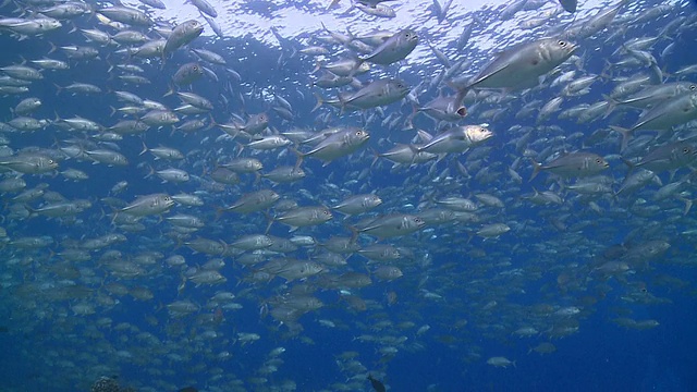 大眼鲸群(Caranx sexfasciatus)在马尔代夫的瓦武环礁附近的浅滩游泳视频素材