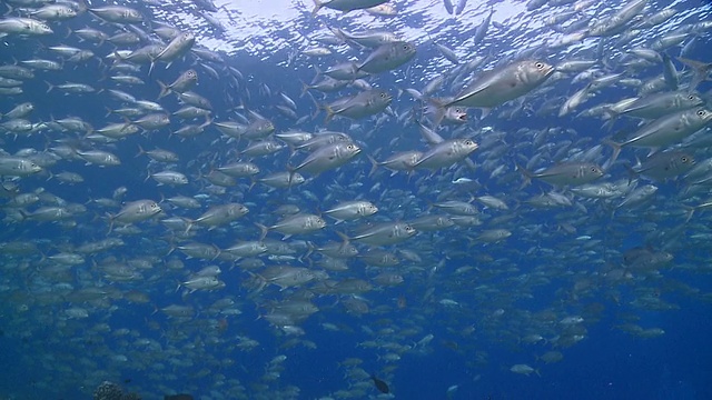 大眼鲸群(Caranx sexfasciatus)在马尔代夫的瓦武环礁附近的浅滩游泳视频素材