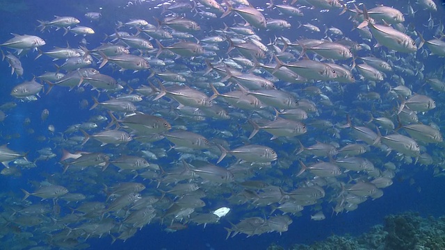 一群巨眼Trevallies (Caranx sexfasciatus)慢慢地漂流，然后转身，朝相反的方向游去视频素材