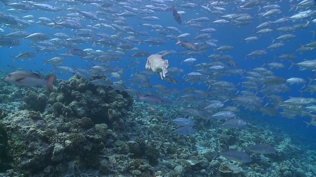 马尔代夫Vaavu Atoll，星形河豚和红鲷鱼(Lutjanus bohar)在大眼鲹鱼(Caranx sexfasciatus)的大型鱼群中视频素材