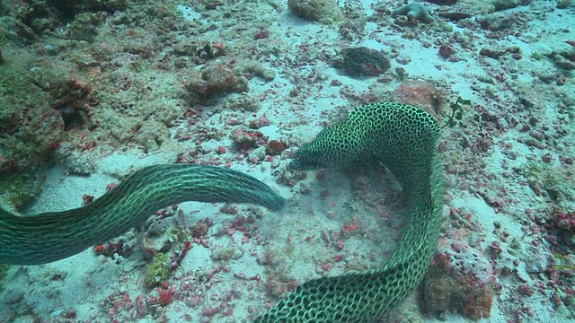 一对蜂窝马里鳗鱼(Gymnothorax favagineus)战斗，瓦武环礁，马尔代夫视频素材