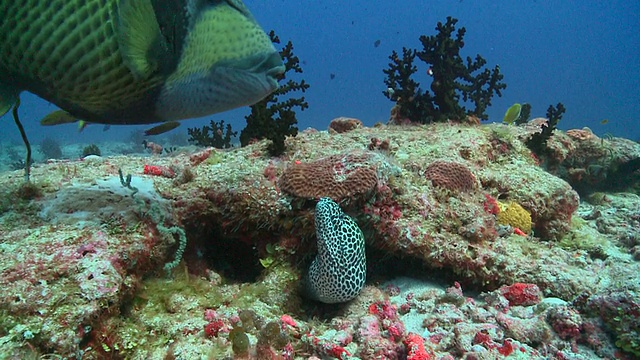 马尔代夫瓦乌环礁，有蜂巢的海鳗(Gymnothorax favagineus)从缝隙中窥视，看着泰坦Triggerfish游过视频素材